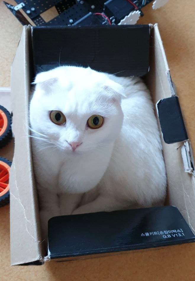 MIYO 프로젝트의 모티브가 된 스코티시 폴드 고양이 미요
